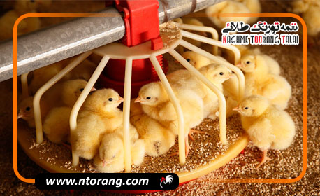 جوجه‌ریزی ۲ میلیون و ۵۰۰ هزار قطعه در اردبیل بصورت ماهانه